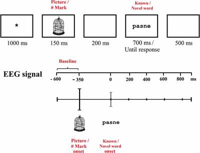 Novel Word Learning: Event-Related Brain Potentials Reflect Pure Lexical and Task-Related Effects